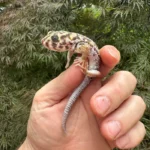 Frog Eyed Gecko Adults (Teratoscincus scincus)