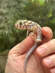 Frog Eyed Gecko Adults (Teratoscincus scincus) - Image 2
