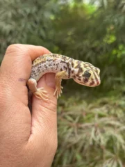 Frog Eyed Gecko Adults (Teratoscincus scincus) - Image 6