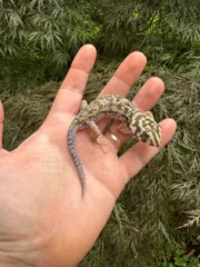 Frog Eyed Gecko Adults (Teratoscincus scincus) - Image 5