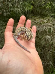 Frog Eyed Gecko Adults (Teratoscincus scincus) - Image 4