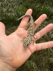Frog Eyed Gecko Adults (Teratoscincus scincus) - Image 3
