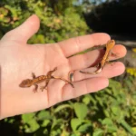 Premium Crested Gecko Babies (Correlophus ciliatus)