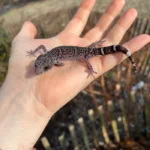 Chinese Cave Gecko Adults ( Goniurosaurus hainanensis)