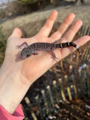 Chinese Cave Gecko Adults ( Goniurosaurus hainanensis)