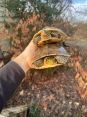 Sulawesi Box Turtle (Cuora ambonesis) - Image 3
