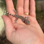 Tokay Gecko Baby (Gekko gecko)
