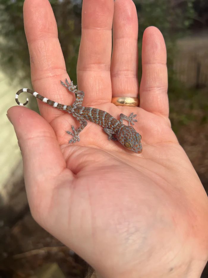 image_0f34ac9c-f2ad-495e-af0b-364abd465917_700x Tokay Gecko Baby (Gekko gecko) - Image 1