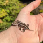 Striped Gargoyle Gecko Well Started Babies (Rhacodactylus auriculatus)