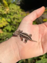 Striped Gargoyle Gecko Well Started Babies (Rhacodactylus auriculatus)