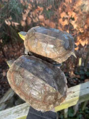 Sulawesi Box Turtle (Cuora ambonesis) - Image 2