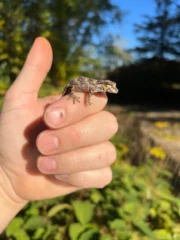 Reticulated Gargoyle Gecko Well Started Babies (Rhacodactylus auriculatus) - Image 6