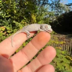 Orange Blotched Gargoyle Gecko Well Started Babies (Rhacodactylus auriculatus)
