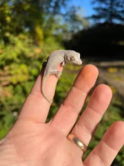 Orange Blotched Gargoyle Gecko Well Started Babies (Rhacodactylus auriculatus) - Image 4