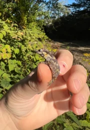 Reticulated Gargoyle Gecko Well Started Babies (Rhacodactylus auriculatus) - Image 5