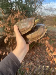 Sulawesi Box Turtle (Cuora ambonesis) - Image 5