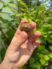 Stripe-necked Musk Turtle Babies (Sternotherus peltifer) - Image 2
