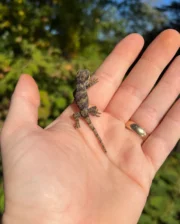 Reticulated Gargoyle Gecko Well Started Babies (Rhacodactylus auriculatus) - Image 2
