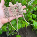 Bearded Dragon Babies (Pogona vitticeps)