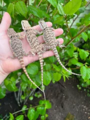Bearded Dragon Babies (Pogona vitticeps)