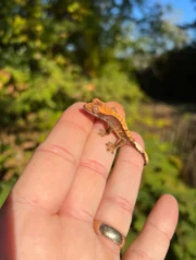 Premium Crested Gecko Babies (Correlophus ciliatus) - Image 2