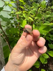 Stripe-necked Musk Turtle Babies (Sternotherus peltifer) - Image 5