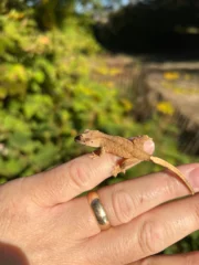 Crested Gecko Babies (Correlophus ciliatus) - Image 2