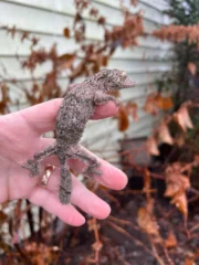Mossy Leaf Tailed Gecko (Uroplatus sikorae)