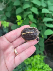 Chinese Box Turtle Babies (Cuora flavomarginata) - Image 2
