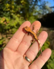 Premium Crested Gecko Babies (Correlophus ciliatus) - Image 6