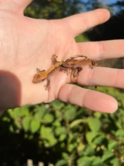Premium Crested Gecko Babies (Correlophus ciliatus) - Image 3
