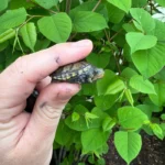 Vampire Musk Turtle (Claudius angustatus)