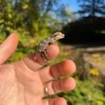 Reticulated Gargoyle Gecko Well Started Babies (Rhacodactylus auriculatus)