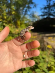 Reticulated Gargoyle Gecko Well Started Babies (Rhacodactylus auriculatus)