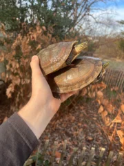 Sulawesi Box Turtle (Cuora ambonesis) - Image 4