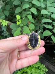 Chinese Box Turtle Babies (Cuora flavomarginata) - Image 3