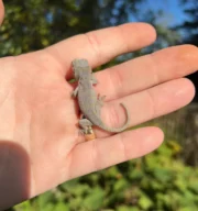 Orange Blotched Gargoyle Gecko Well Started Babies (Rhacodactylus auriculatus) - Image 2