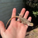 Genetic Striped Pied Translucent Bearded Dragon Baby #1 (Pogona vitticeps)