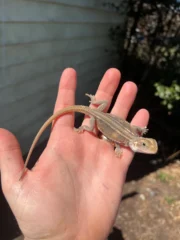Genetic Striped Pied Translucent Bearded Dragon Baby #1 (Pogona vitticeps)