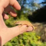 Crested Gecko Babies (Correlophus ciliatus)