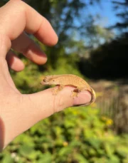 Crested Gecko Babies (Correlophus ciliatus)