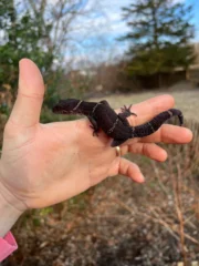 Chinese Cave Gecko Adults ( Goniurosaurus hainanensis) - Image 3