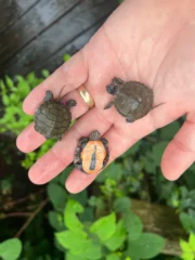 Midland Painted Turtle Baby (Chrysemys picta marginata) - Image 2