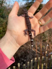 Chinese Cave Gecko Adults ( Goniurosaurus hainanensis) - Image 4