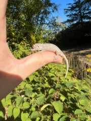 Orange Blotched Gargoyle Gecko Well Started Babies (Rhacodactylus auriculatus) - Image 3