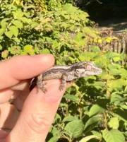 Striped Gargoyle Gecko Well Started Babies (Rhacodactylus auriculatus) - Image 3