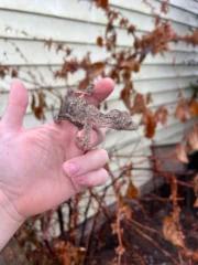 Mossy Leaf Tailed Gecko (Uroplatus sikorae) - Image 3