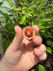Stripe-necked Musk Turtle Babies (Sternotherus peltifer) - Image 3