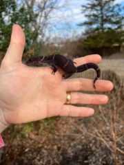 Chinese Cave Gecko Adults ( Goniurosaurus hainanensis) - Image 6