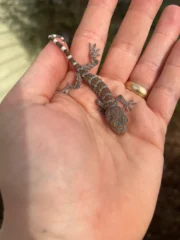 Tokay Gecko Baby (Gekko gecko) - Image 2
